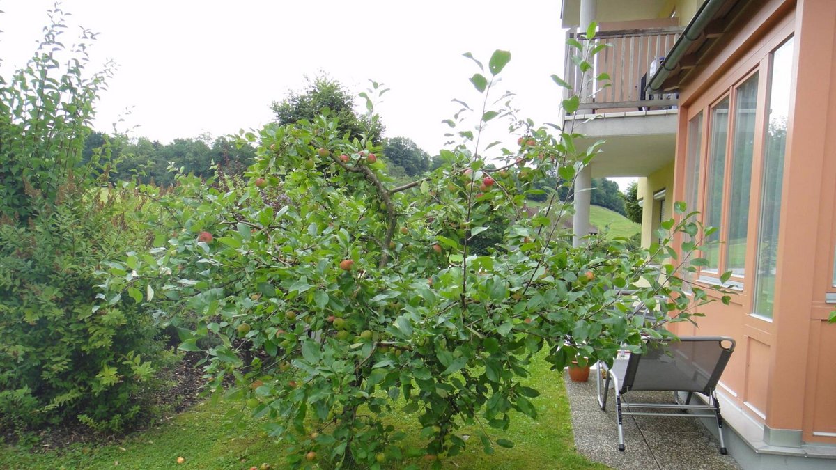 Bachwirtsiedlung, WHY (2)